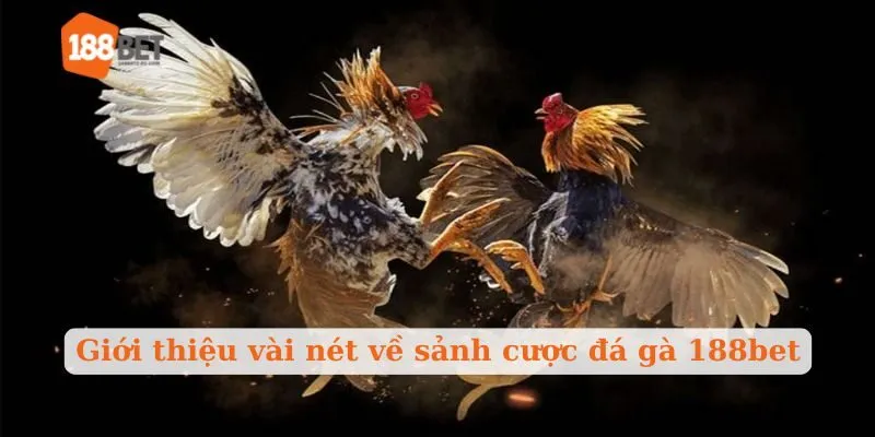Giới thiệu vài nét về sảnh cược đá gà 188bet