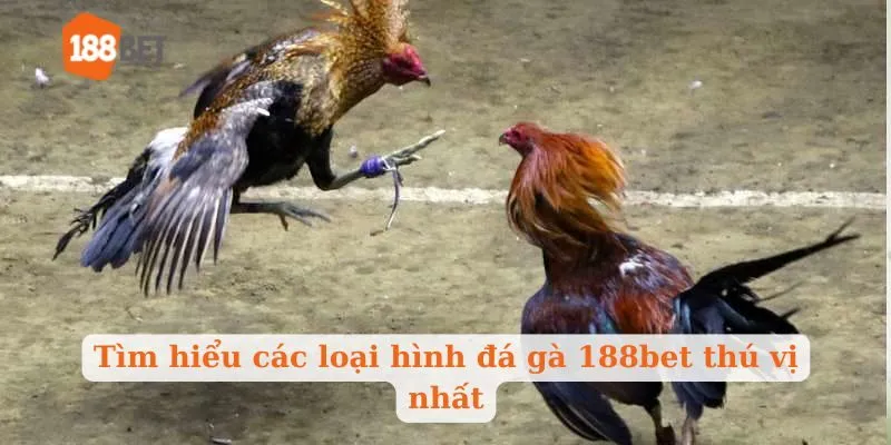 Tìm hiểu các loại hình đá gà 188bet thú vị nhất