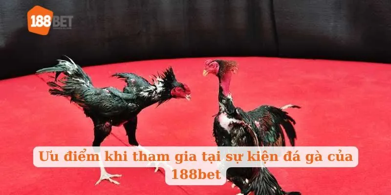 Ưu điểm khi tham gia tại sự kiện đá gà của 188bet
